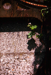 gravel&vine